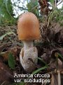 Amanita crocea var.subnudipes-amf230